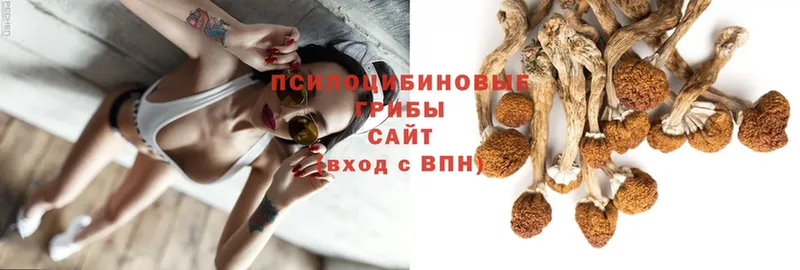 Галлюциногенные грибы GOLDEN TEACHER  цена наркотик  Борисоглебск 